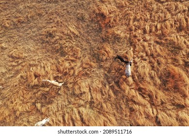 Aerial View Of Camels Grazing On The Grassland