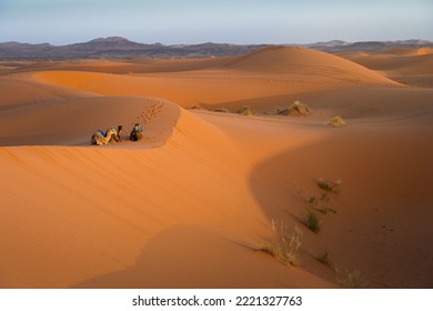 An Aerial View Of Camels Lying In Sahara Desert