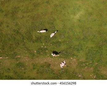 Aerial View Of  Camels On Green Pasture