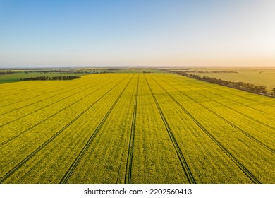 Aerial view of canola fields leading into the distance.