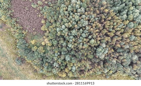 Aerial view captures dense pine forest with autumn hues. Golden grass field borders the tree line. Dark crop area contrasts with the greenery. Serene landscape shows nature's quiet beauty