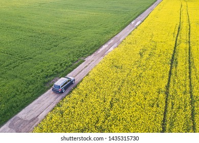 Aerial View Of Car Driving By Straight Ground Road Through Green Fields With Blooming Rapeseed Plants On Sunny Day. Drone Photography.