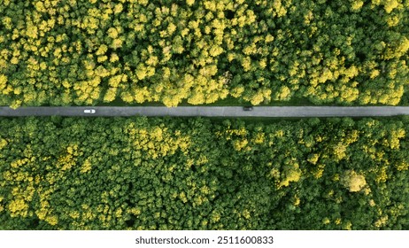 Aerial view of a car traveling down a straight road that slices through a dense forest. - Powered by Shutterstock