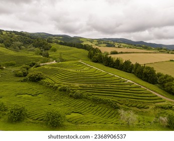 Aerial view of Cha Gorreana tea plantation at Sao Miguel, Azores, Portugal.