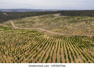 An Aerial View Of A Christmas Pine Tree Farm In The Hills Of South Australia