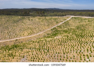 An Aerial View Of A Christmas Pine Tree Farm In The Hills Of South Australia