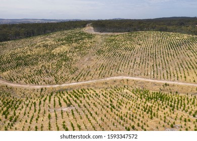 An Aerial View Of A Christmas Pine Tree Farm In The Hills Of South Australia