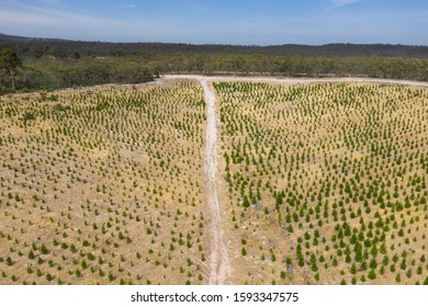 An Aerial View Of A Christmas Pine Tree Farm In The Hills Of South Australia