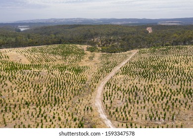 An Aerial View Of A Christmas Pine Tree Farm In The Hills Of South Australia