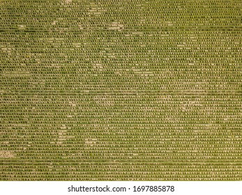 Aerial View Of Christmas Tree Farm On Field. Trees Growing In Rows.