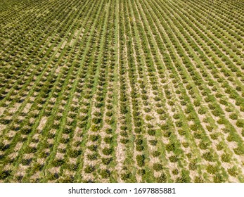 Aerial View Of Christmas Tree Farm On Field. Trees Growing In Rows.