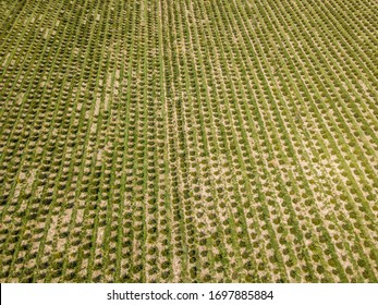 Aerial View Of Christmas Tree Farm On Field. Trees Growing In Rows.