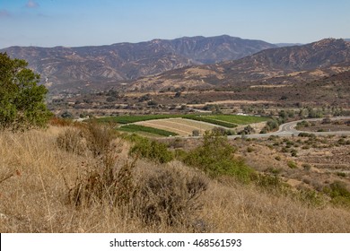 Aerial View Of Christmas Tree Farm On Santiago Canyon Road From Limestone Ridge On Irvine Ranch Land In Orange County California On Open Access Day