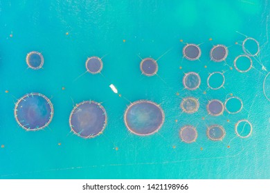 Aerial View Close Up, Fish Farm With Floating Cages In The Mediterranean Sea