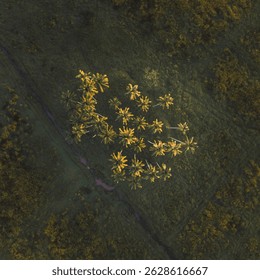 Aerial view of a cluster of coconut palm trees illuminated by golden sunlight, standing out against the deep green tropical landscape. Captured during the golden hour, this serene and scenic view show