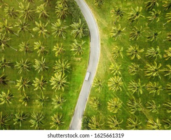 Aerial View Of A Coconut Plantation, Cairns, Australia