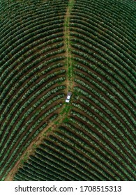 Aerial View Of Coffee Farm In Brazil With Car In The Middle 