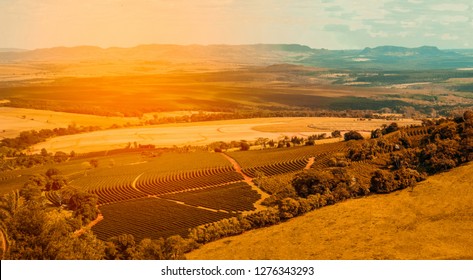 Aerial View Of Coffee Farm Field