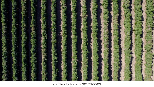 Aerial View Of A Coffee Farm. Coffee Plantation. Coffee Growing. 4K.