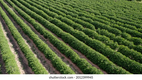 Aerial View Of A Coffee Farm. Coffee Plantation. Coffee Growing. 4K.