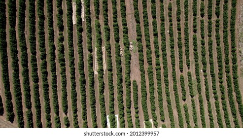 Aerial View Of A Coffee Farm. Coffee Plantation. Coffee Growing. 4K.