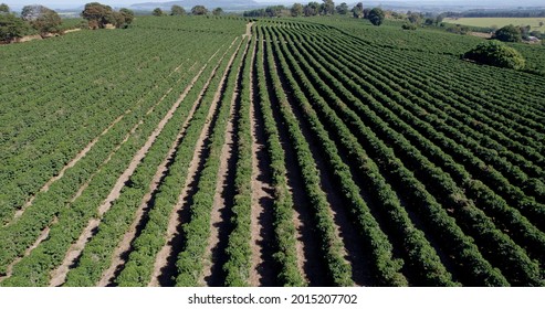 Aerial View Of A Coffee Farm. Coffee Plantation. Coffee Growing