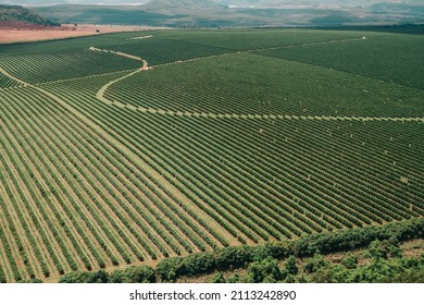 Aerial View Of A Coffee Farm. Coffee Plantation. Coffee Growing