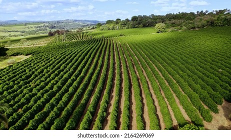 Aerial View Of A Coffee Farm. Coffee Plantation. Coffee Growing.