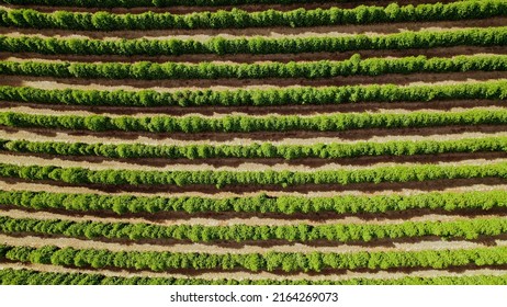 Aerial View Of A Coffee Farm. Coffee Plantation. Coffee Growing.