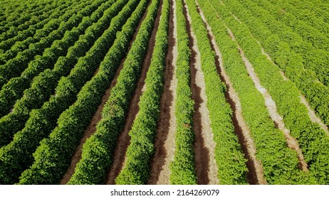 Aerial View Of A Coffee Farm. Coffee Plantation. Coffee Growing.