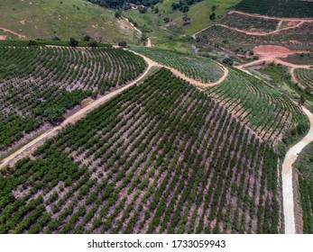 Aerial View Coffee Plantation With Drone