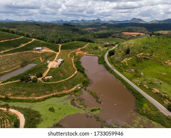 Aerial View Coffee Plantation With Drone