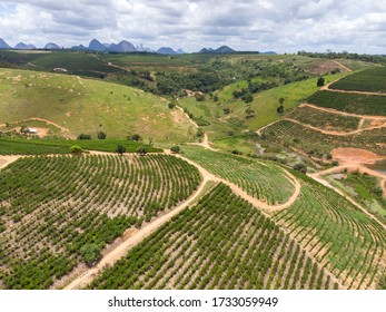 Aerial View Coffee Plantation With Drone