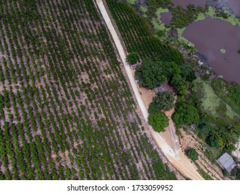 Aerial View Coffee Plantation With Drone