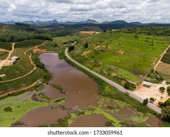 Aerial View Coffee Plantation With Drone