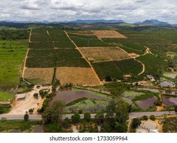 Aerial View Coffee Plantation With Drone