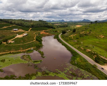 Aerial View Coffee Plantation With Drone