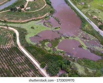 Aerial View Coffee Plantation With Drone