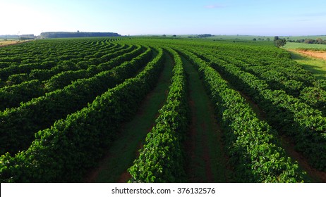 Aerial View Coffee Plantation In Sao Paulo State - Brazil