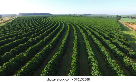 Coffee Plantation High Res Stock Images Shutterstock