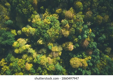 Aerial view of color autumn forest - Shutterstock ID 1860497947