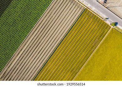 Aerial View Of Colorful Farm With Vegetables And Rice At Changhua, Taiwan