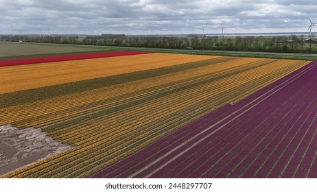 Aerial view of colorful tulip fields in bloom, showcasing vibrant stripes of yellow, red, and purple flowers against a rural landscape with wind turbines in the background. - Powered by Shutterstock