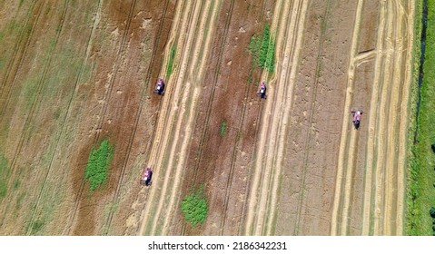 Aerial View Combine Harvester Harvesting On The Field. Harvesting Wheat. Harvester Machine Working In Field. Agriculture. Large Scale Wheat Harvest Operation.