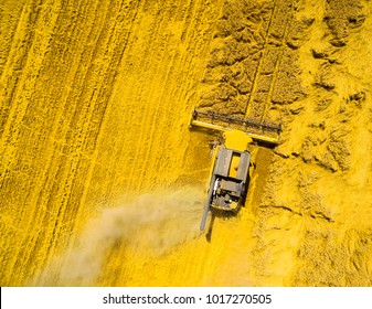 Aerial View Of Combine Harvester On Rapeseed Field. Agriculture And Biofuel Production Theme. 