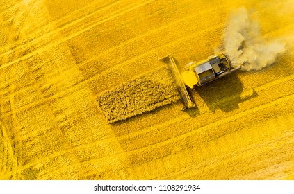 Aerial view of combine harvester on rapeseed field. Agriculture and biofuel production theme.