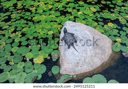 Aerial view of a common snapping turtle basking 