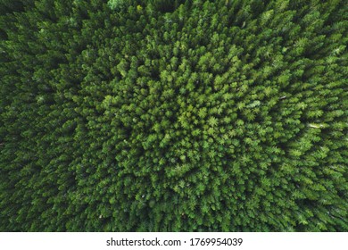Aerial view coniferous forest trees drone landscape flying above woods scandinavian nature top down scenery