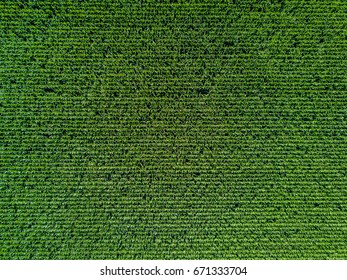 Aerial View Of Corn Field 