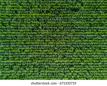 Aerial View Of Corn Field 